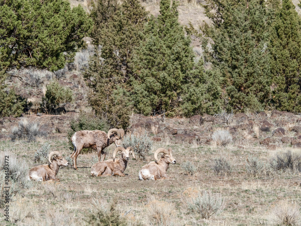 Fototapeta premium Wildlife in the High Desert of Oregon