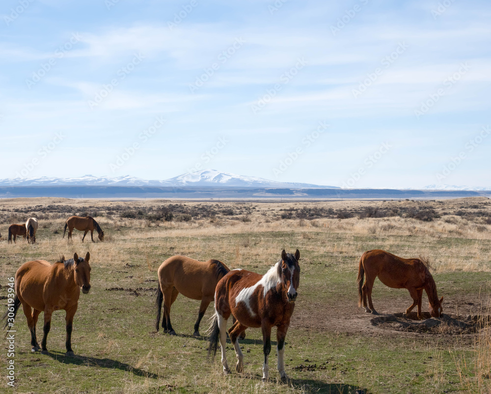Fototapeta premium Wildlife in the High Desert of Oregon