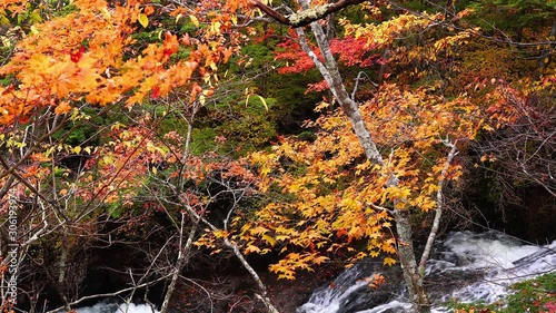 View of the autumn color forest with the flow of mountain stream at Nikko City in Tochigi Prefecture, Japan. photo