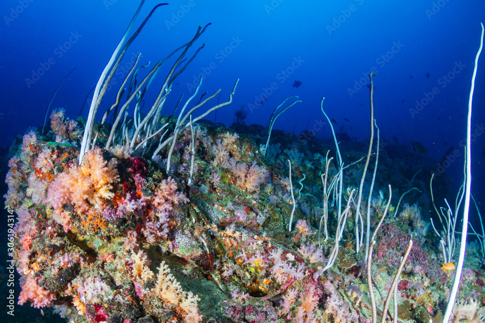 Fototapeta premium Beautiful, colorful soft and hard corals on a tropical coral reef (Koh Bon, Similan Islands)