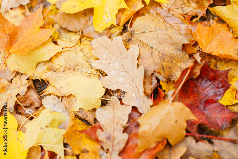  Fallen autumn yellowed leaves on a wet sidewalk. Autumn in the city
