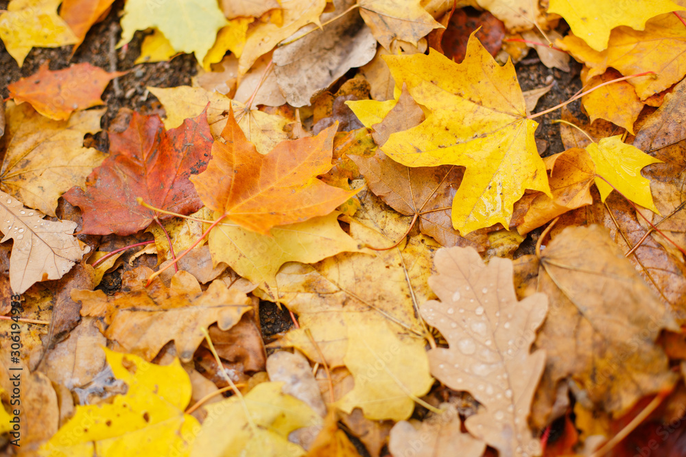 Fallen autumn yellowed leaves on a wet sidewalk. Autumn in the city Fallen autumn yellowed leaves on a wet sidewalk. Autumn in the city