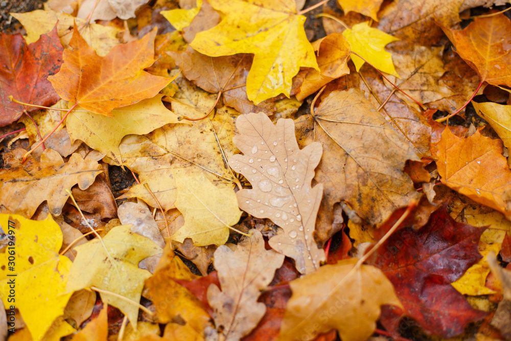 Fallen autumn yellowed leaves on a wet sidewalk. Autumn in the city Fallen autumn yellowed leaves on a wet sidewalk. Autumn in the city