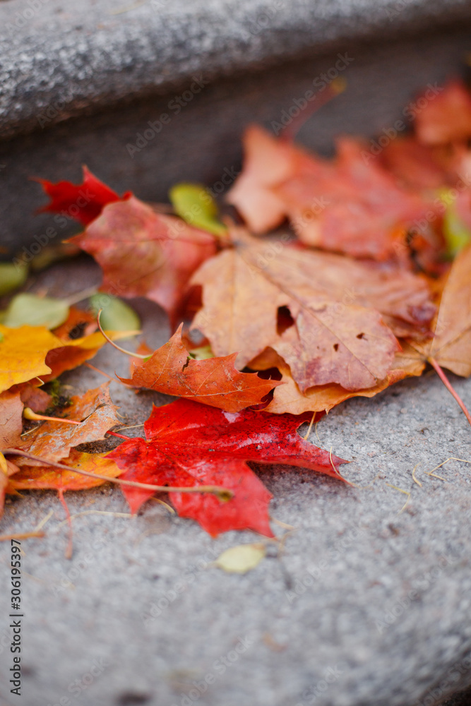 Fallen autumn yellowed leaves on wet asphalt, leaves on the stairs. Autumn in the city Fallen autumn yellowed leaves on wet asphalt, leaves on the stairs. Autumn in the city