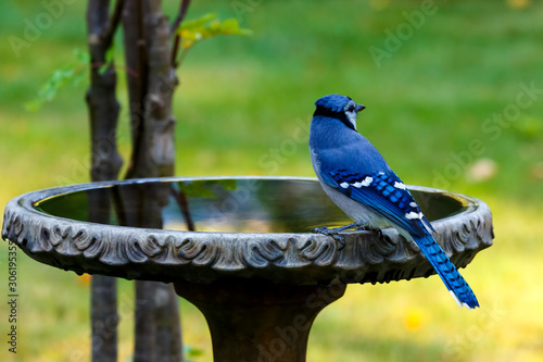 Blue Jay perched on birdbath looking away