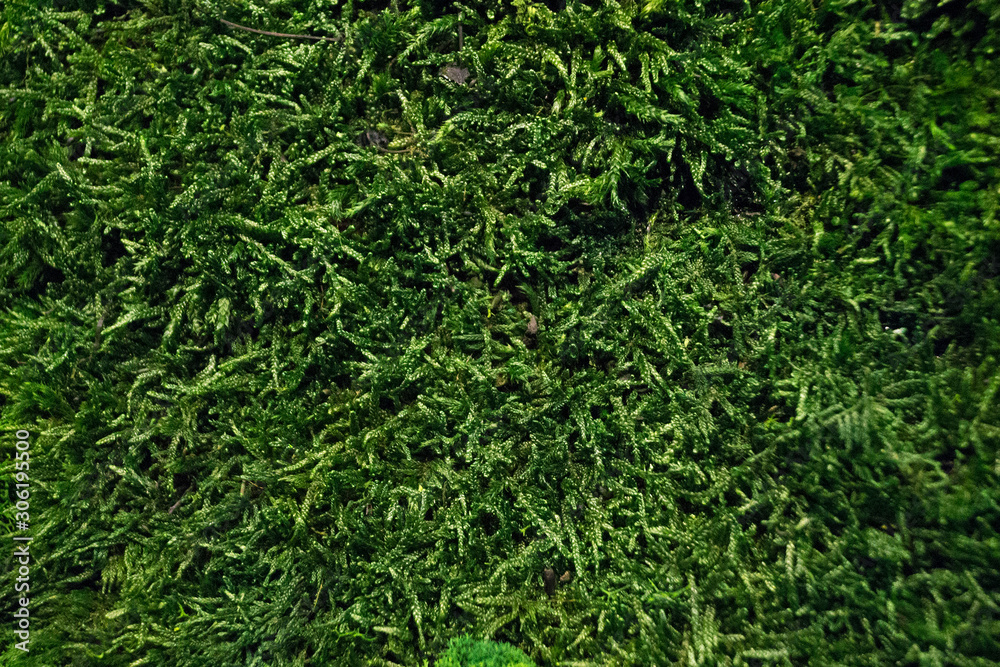 green moss for decor in the office on the wall