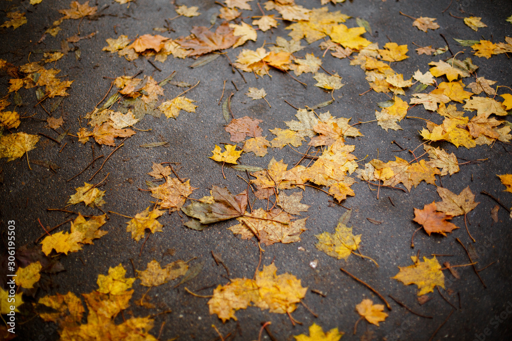 Obraz premium Fallen autumn yellowed leaves on wet asphalt. Autumn in the city