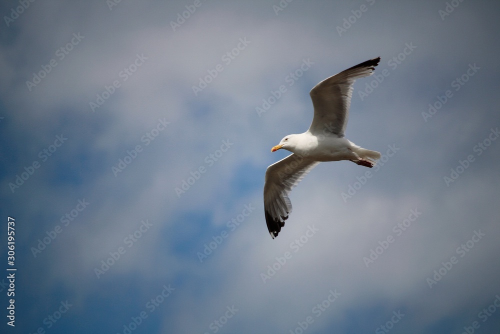 Obraz premium Goéland