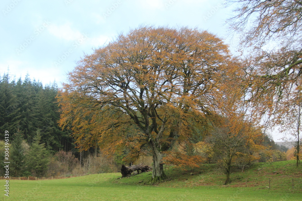 Obraz premium tree in the park