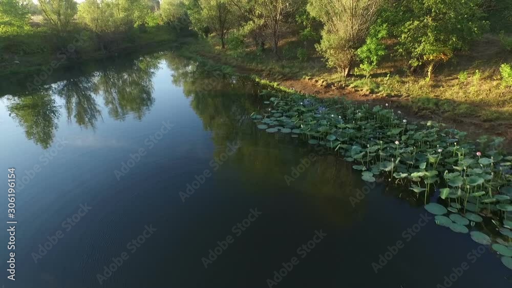 Lake with water lilies and reflection of trees in water Lake with water lilies and reflection of trees in water