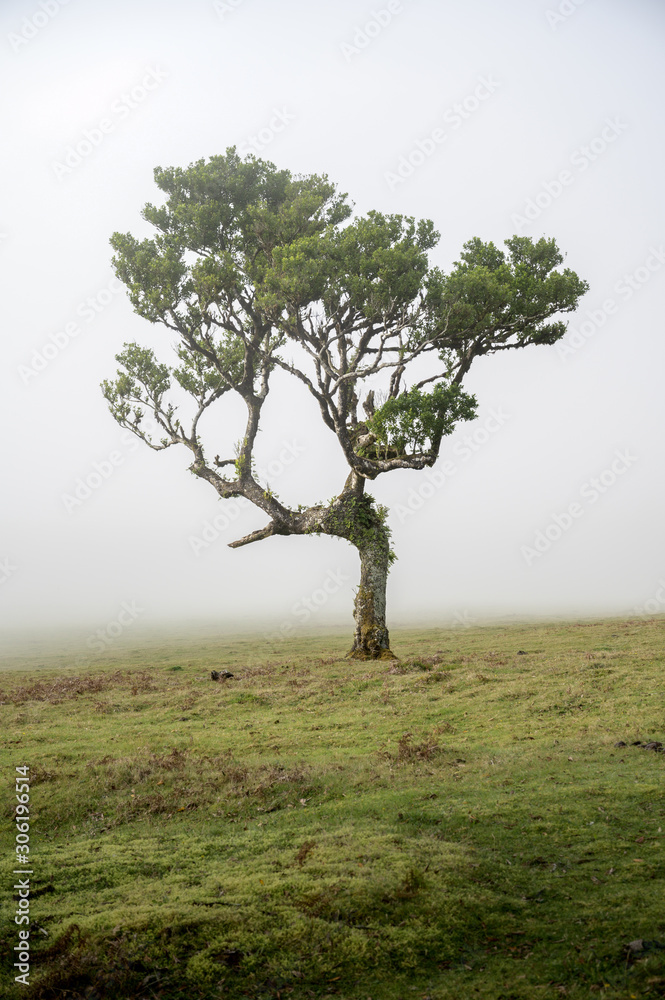 Obraz premium single tree in Fanal forest on Madeira