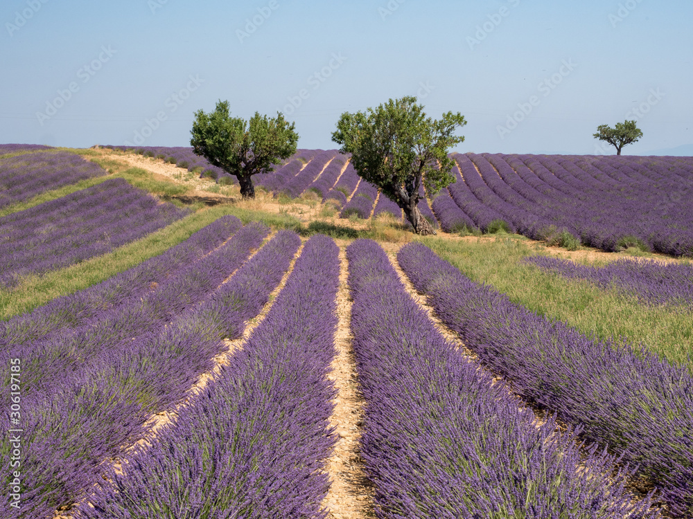 Fototapeta premium France, august 2019, Provence: Beautiful lavender fields on the Plateau of Valensole.