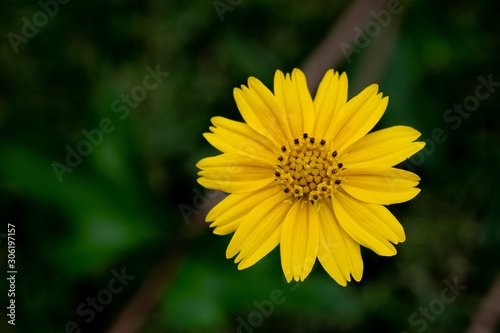 yellow flower on green background of grass