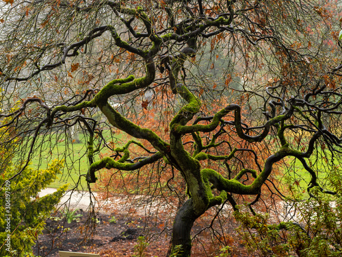 Mossy twisted branches of an Acer tree on a wet autumn morning in a Yorkshire garden photo