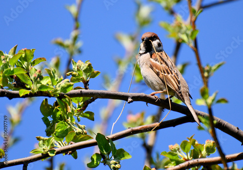sparrow with twig