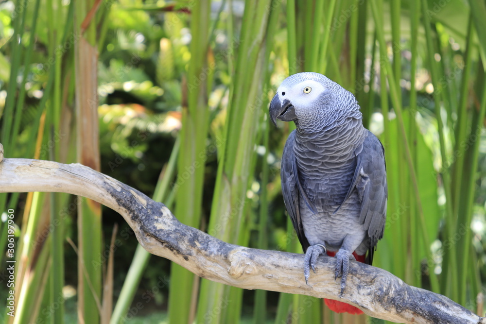 Obraz premium A beautiful view of Bird Park in Bali, Indonesia