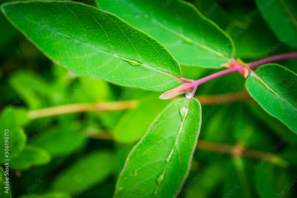 Fresh green leaves of honeysuckle with water drops in the garden. Selective focus. Shallow depth of field. Fresh green leaves of honeysuckle with water drops in the garden. Selective focus. Shallow depth of field.