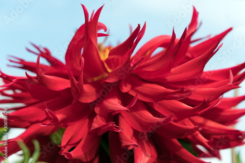 Hummingbird Red Dahlia Flower - Wittemans Best close-up on a sky background.