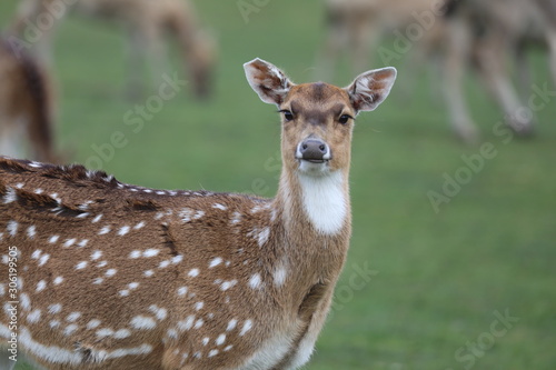 Axis Deer in the Meadow (Axis axis)