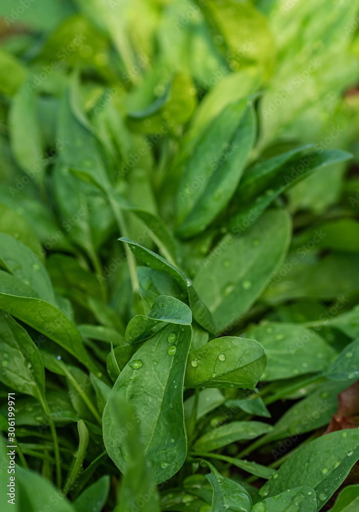 Young green leaves of organic spinach close-up. Drops of water on the leaves on a bright sunny day.