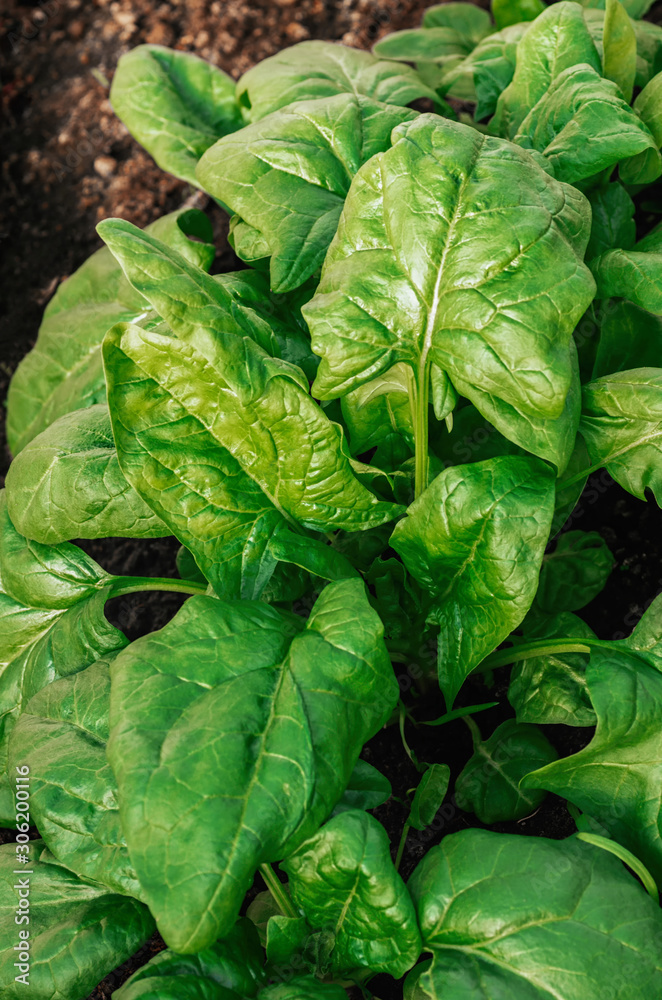 Fototapeta premium Large young green leaves of organic spinach close-up. Drops of water on the leaves on a bright sunny day.