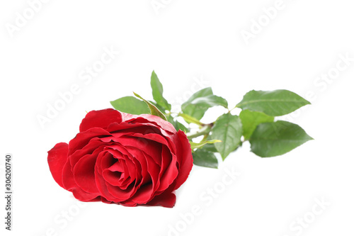 Beautiful red rose with green leaves isolated on white background  closeup