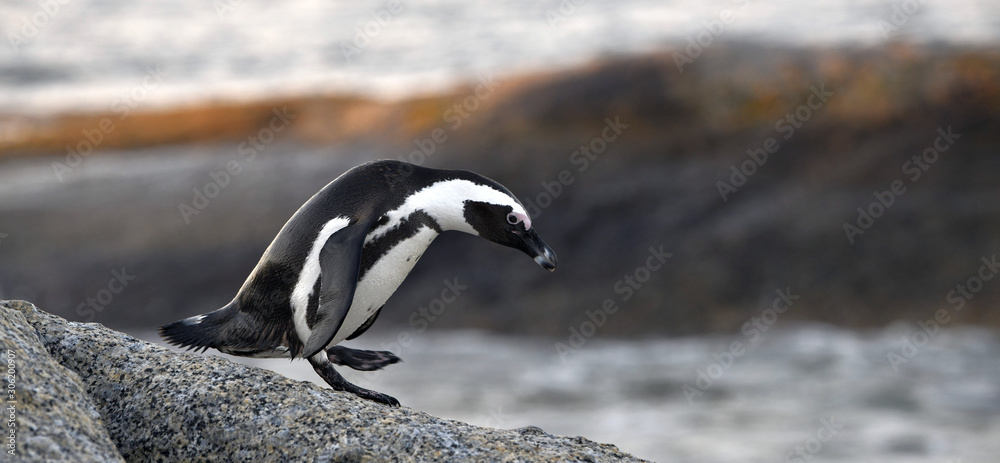 Obraz premium The African penguin on the boulder in the sunset twilight. Sceintific name: Spheniscus demersus, also known as the jackass penguin and black-footed penguin. South Africa. Natural habitat.