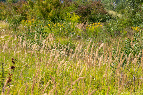 summer vegetation