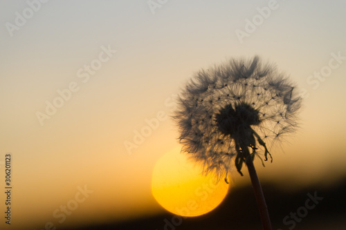 Dandelion and sunset background