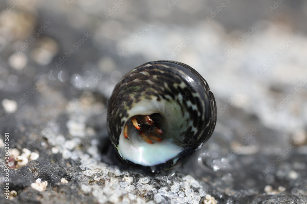 Hermit Crab - Clibanarius aequabilis Hermit Crab - Clibanarius aequabilis