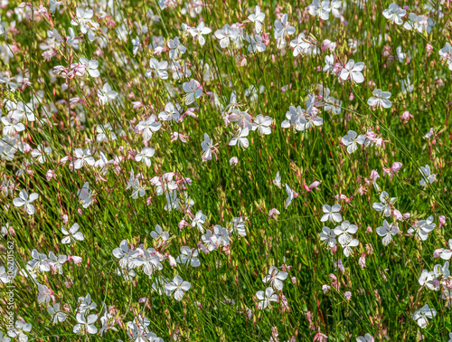 white  flowers vegetation