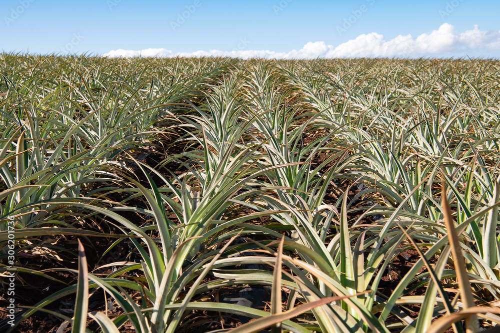 Hawaiian pineapples growing in the field Hawaiian pineapples growing in the field