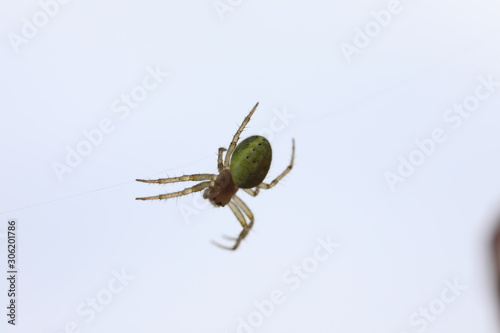 Cucumber Green Spider - Araniella cucubitina photo