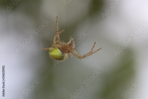 Cucumber Green Spider - Araniella cucubitina photo