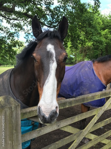 Domestic Horse - Equus ferus caballus