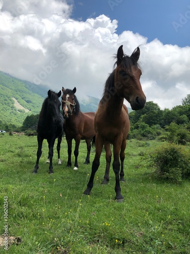 Fototapeta Naklejka Na Ścianę i Meble -  Domestic Horse - Equus ferus caballus