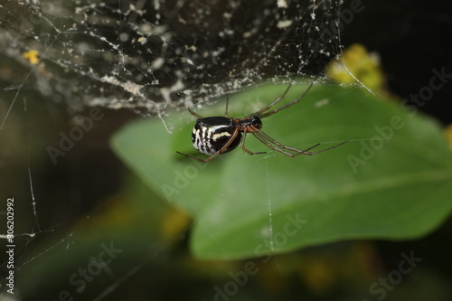 Filmy Dome Spider - Frontinella species