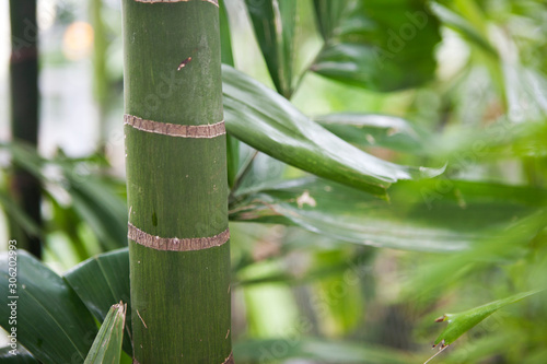 bamboo on green background