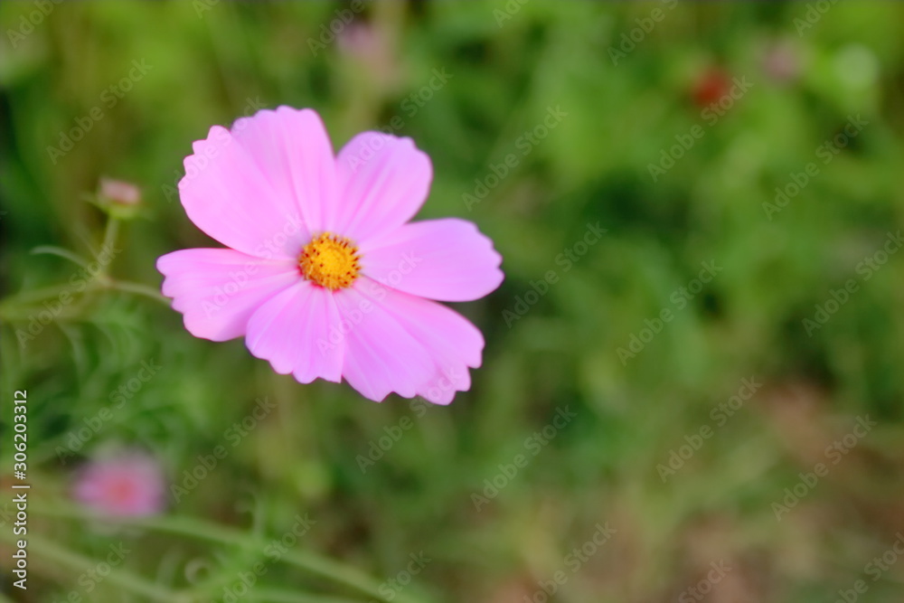 pink flower in the garden