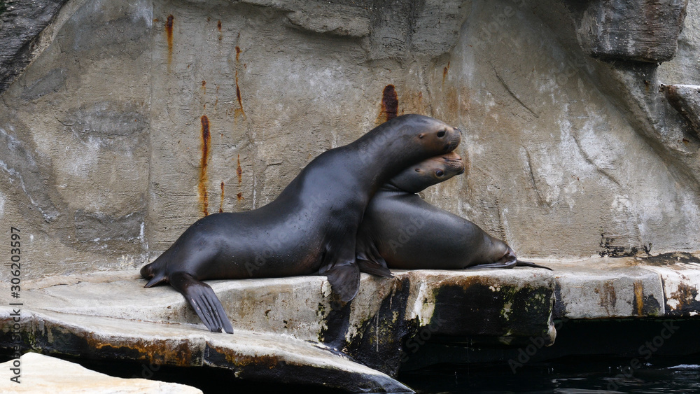 Fototapeta premium A family of Pacific Sea-lions having a dispute on a rock. 3 Sea-lions biting each other at the same time.