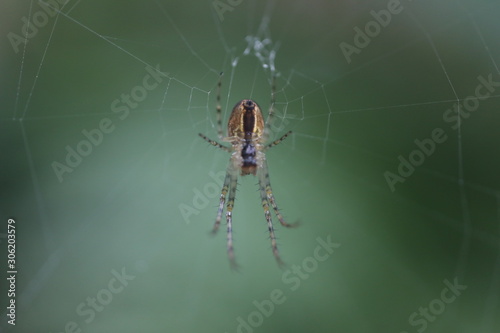 Spider - Metellina segmentata on web