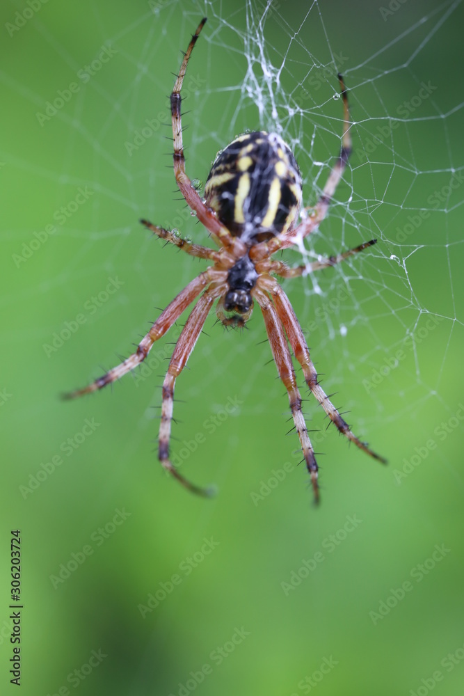 spider on web spider on web