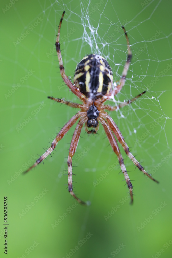 Wasp Spider - Argiope bruennichi Wasp Spider - Argiope bruennichi