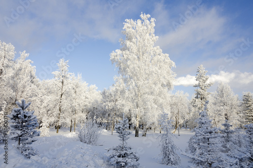 frosty birches