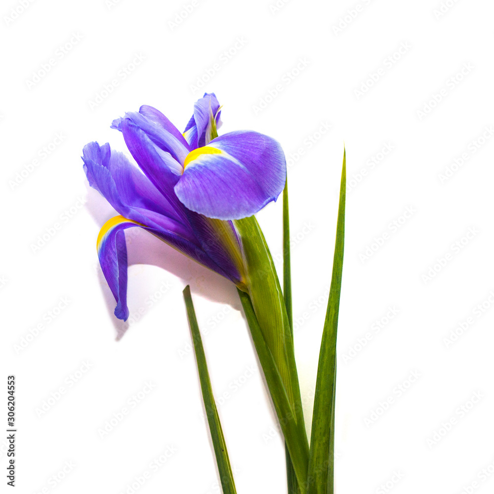 Naklejka premium Iris flower on white background