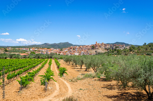 Vineyards and fruit plants near Pinell de Brai, Catalonia, Spain photo