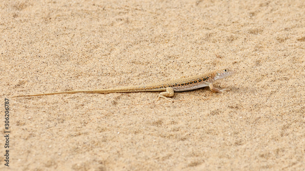 Rapid fringe-toed lizard Eremias velox on sand dune. Cute reptile in wildlife. Rapid fringe-toed lizard Eremias velox on sand dune. Cute reptile in wildlife.