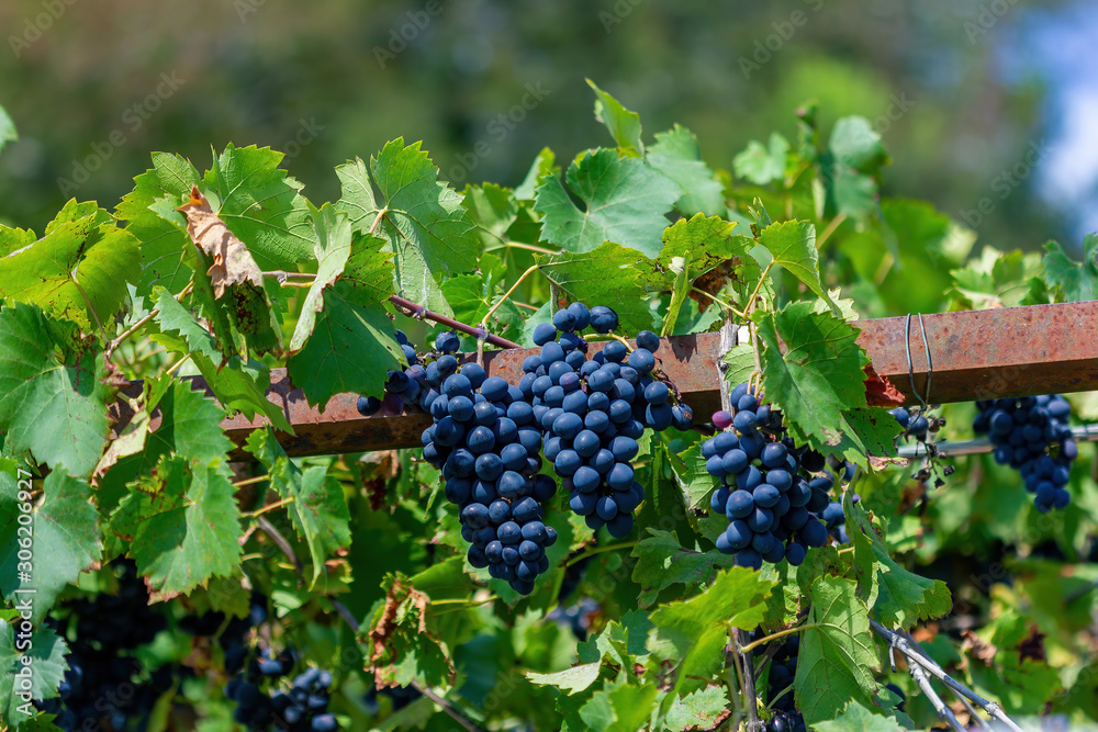 red grapes on the vine