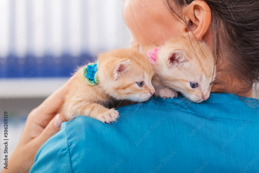 Two cute ginger kittens on the veterinary professional shoulder Two cute ginger kittens on the veterinary professional shoulder