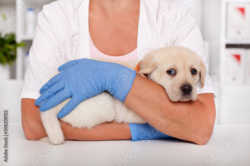 Frightened labrador puppy dog at the veterinary healthcare clinic being comforted by the hands of a professional